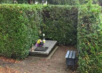 Przycięcie tui na cmentarzu, Wrocław, skrócenie, podcięcie, żywopłotu, cena