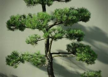 Drzewko Bonsai niwaki Sosna Mugo 275cm - Pušis Juodoji