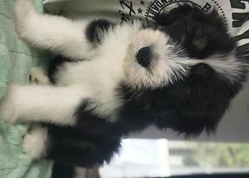 Bearded collie szczeniaki FCI