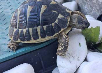 żółw Grecki Testudo hermanni zolw lądowy 2023 r. duży