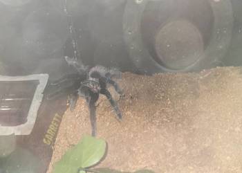 Vagans