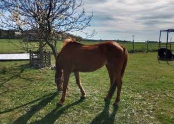 Sprzedam klacz -profesor