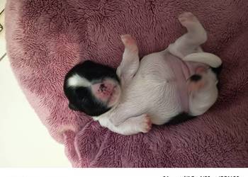 Suczka Shih-tzu