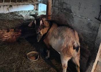 Sprzedam dwa ładne capy