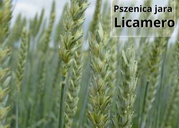 Pszenica jara kwalifikowana C1 Licamero przewódka