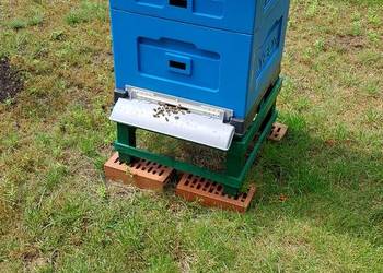 Sprzedam 3 rodziny pszczele z ulami.