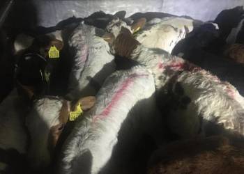 Sprzedam byczki mięsne