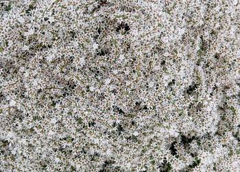 kaszka zatrwian tatarski statica 2025