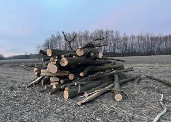 Sprzedam drewno dębowe – odbiór własny z lasu