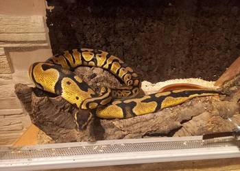 Pyton Królowski 2-gen samiec