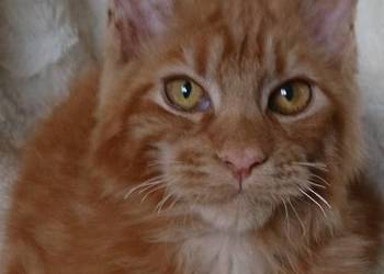 Maine coon kocurek rudy bedzie duzy