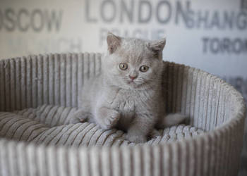 Brytyjski Krótkowłosy - Krótkowłosa Płowa - Tęczowy Agat - Miot M - 089