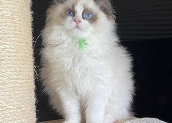 Kocurek Ragdoll rodowód FIFE