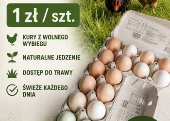 Świeże jajka wiejskie, wolny wybieg – prosto z gospodarstwa