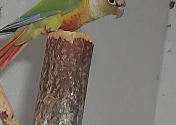 Rudosterka Pinaple samica