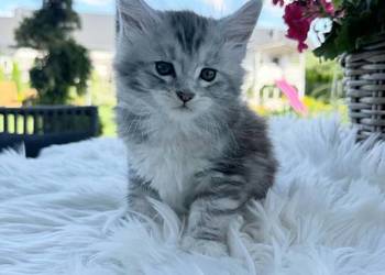 Apollo kocurek Maine Coon