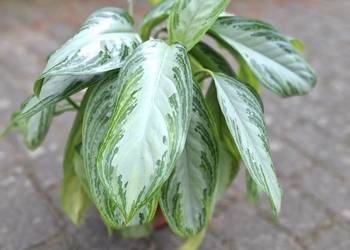 Aglaonema Silver Bay