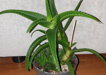 Aloes, zielony, roślina rosnąca wysokość 30cm