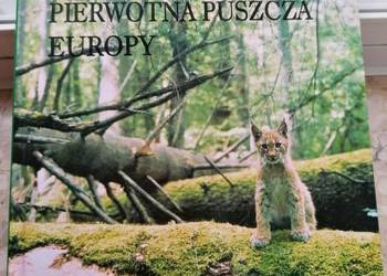 Białowieża pierwotna puszcza Europy