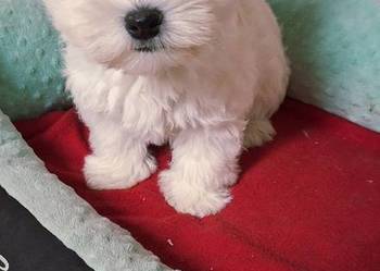 West Higchland White Terrier.