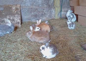 Króliki małe Młode Króle