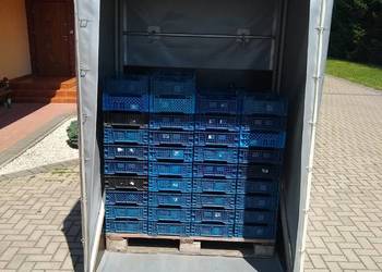 Skrzynia, skrzyniopaleta do transportu borówki, jagodowych