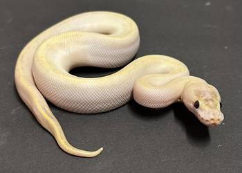 Pyton regius - Ivory
