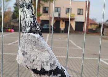 Gołąb Wiedeński lotny szymelka