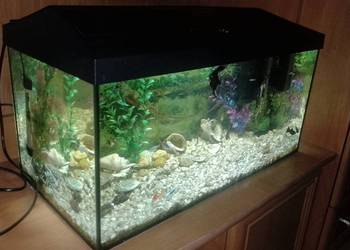 Akwarium aquael 55 litra+Rybki