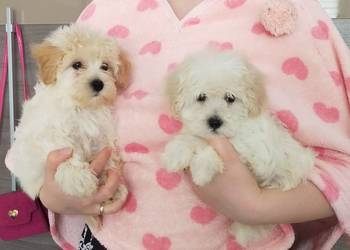 Prztulaski maltipoo maltańczyk i pudel toy wprawka,METRYKA!