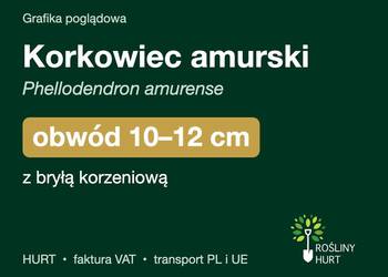 Korkowiec amurski obwód 10-12 cm, z bryłą – HURT