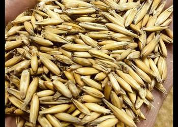 Owies bingo w workach