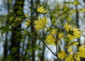 Klon pospolity (Acer platanoides) obwód 10-12 cm, z gruntu – HURT
