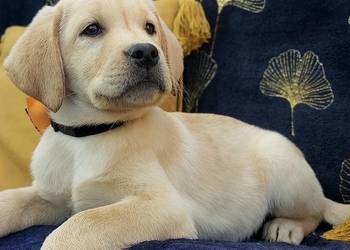 Labrador Retriever ZKwP/FCI szczenięta