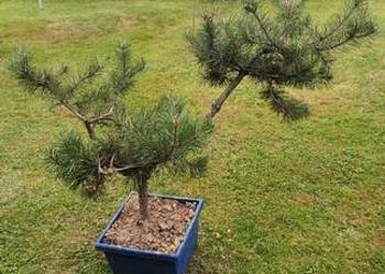 Bonsai sosna świerk jodła