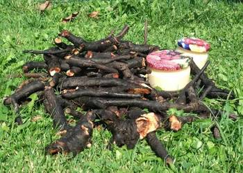 żywokost - korzeń - świeży - dziko rosnący