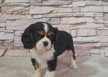 odchowana zdrowa suczka Cavalier king charles spaniel