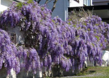 GLICYNIA CHIŃSKA - Wisteria sadzonki w doniczkach!
