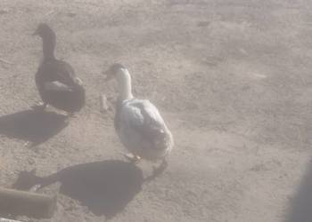 Sprzedam 2 młode kaczory