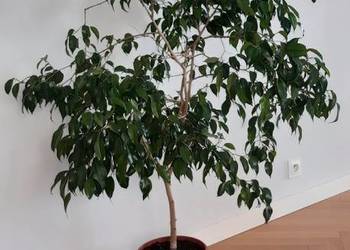 Fikus benjamina
