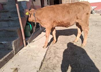 Jałówka mięsna Limusine