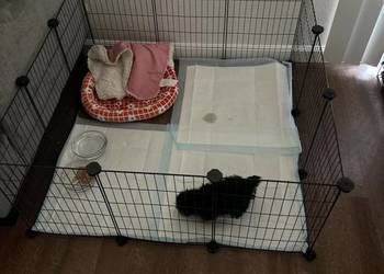 Klatka modułowa dla królika wybieg kojec dla gryzoni DIY