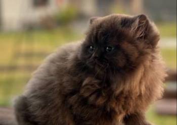 Kocur Brytyjski - czekolada, Rodowód WCF