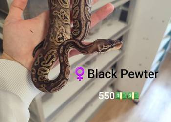 Pytony Królewskie samiczki młode