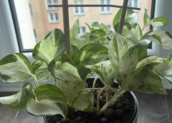 Epipremnum happy leaf roślina doniczkowa