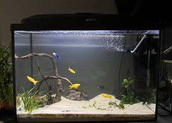 Akwarium 80l z dodatkami