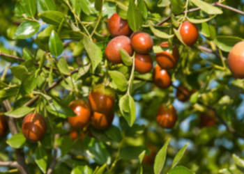 JUJUBA POSPOLITA Głożyna Ziziphus jujuba NASIONA 10 sztuk - 10g.