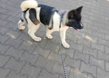 American Akita Dziewczynka i pieski