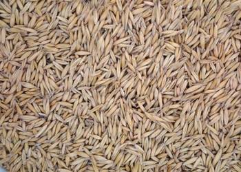 Sprzedam owies z ubiegłych żniw 2025