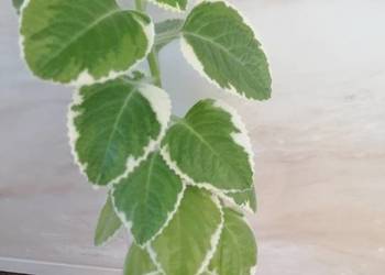 Mięta biało-zielona.Roślina domowa, pachnąca.Kwiaty.